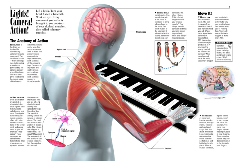Muscles - Kids Discover cardiac tissue diagram 