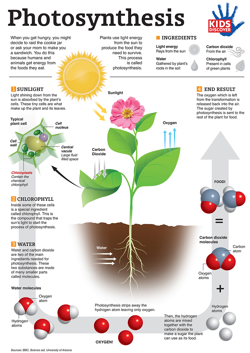 Lesson How Plants Make Food- Photosynthesis | BetterLesson