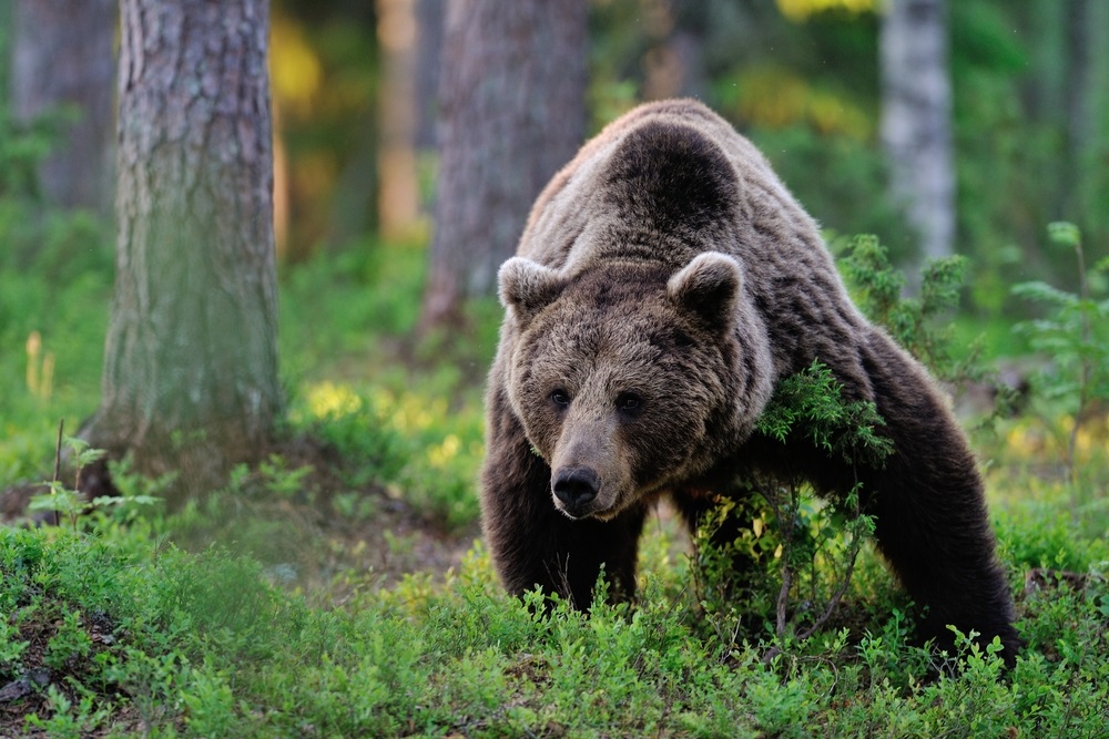 pics-photos-taiga-biome-animals