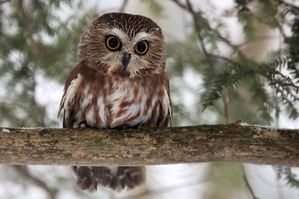 What Plants And Animals Live In The Boreal Forest