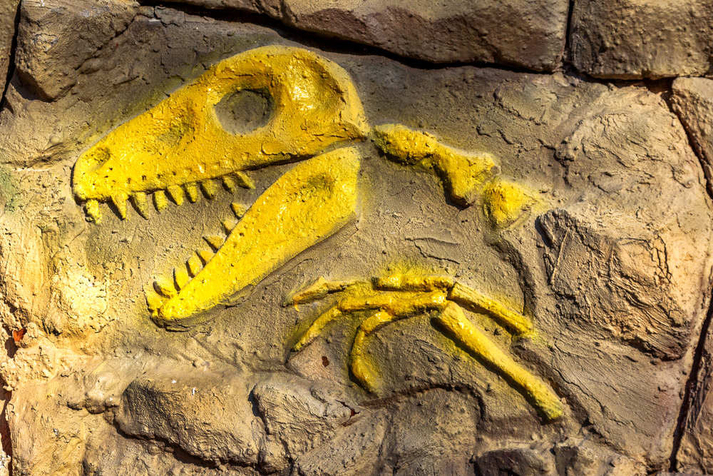 fossils for preschoolers